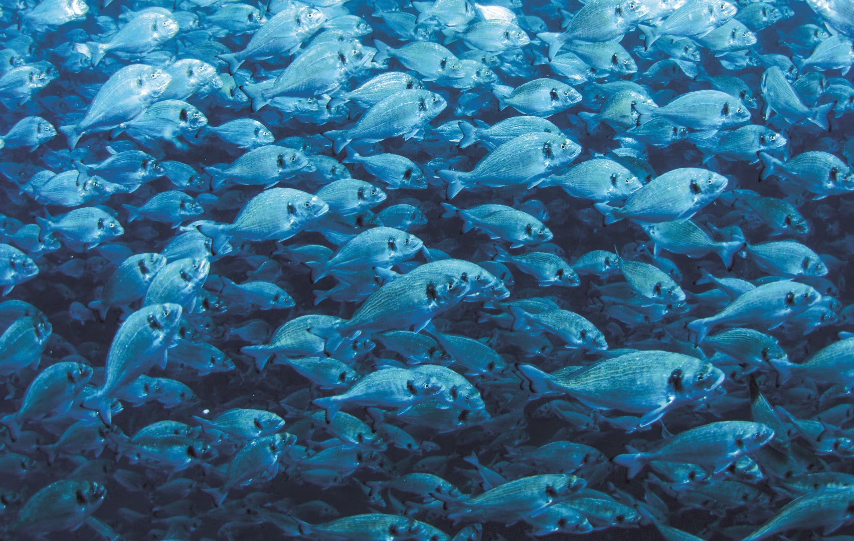 sea-bream-underwater (Large)