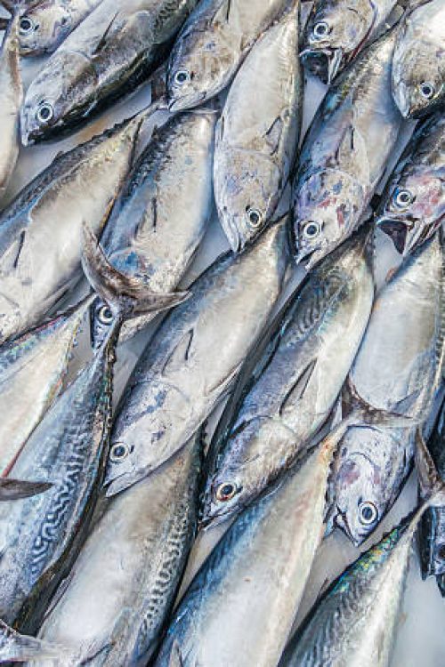 Fishes pattern, Tuna pattern